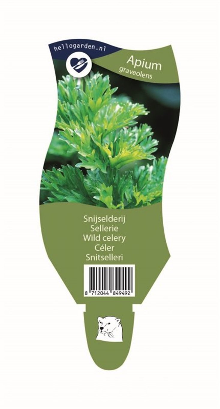 Apium graveolens - P11